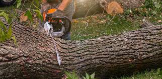 Red Bank, TN Tree Services Company